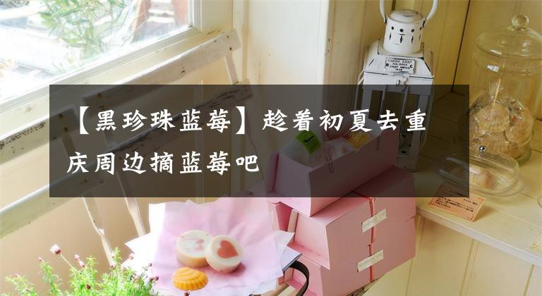 【黑珍珠蓝莓】趁着初夏去重庆周边摘蓝莓吧