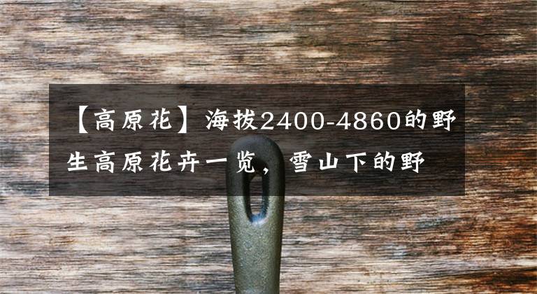 【高原花】海拔2400-4860的野生高原花卉一览，雪山下的野花基地！