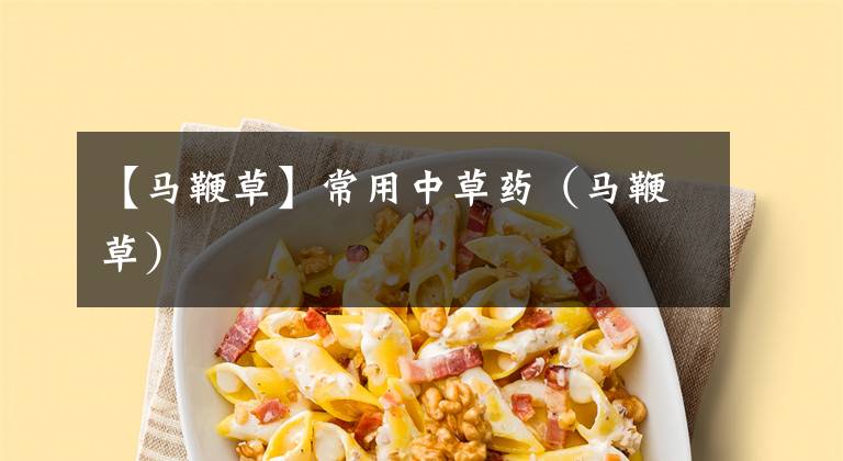 【马鞭草】常用中草药(马鞭草)