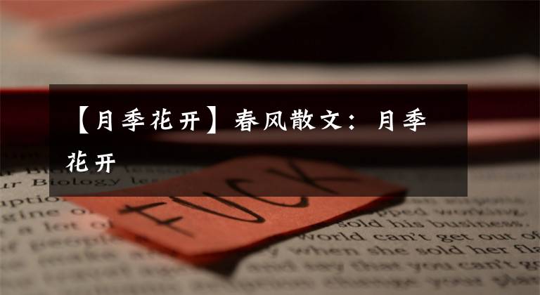 【月季花开】春风散文:月季花开