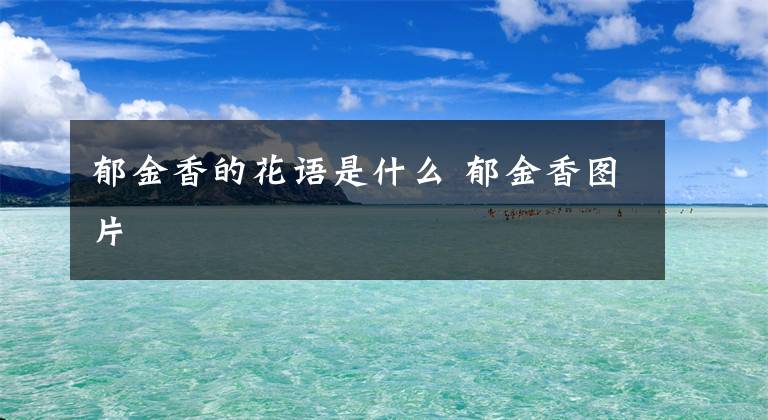 郁金香的花语是什么 郁金香图片