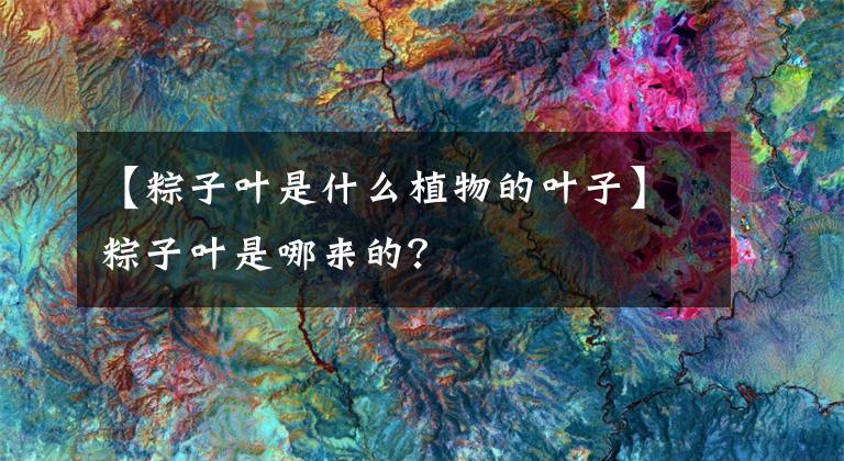 【粽子叶是什么植物的叶子】粽子叶是哪来的?