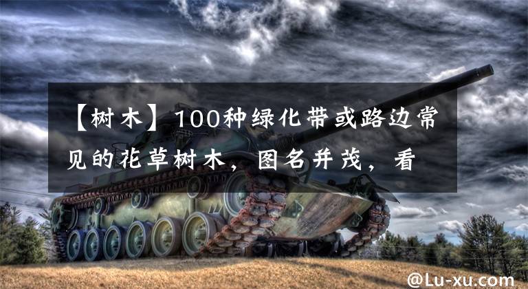 【树木】100种绿化带或路边常见的花草树木,图名并茂,看你认识几种?