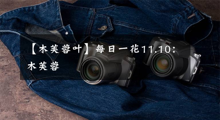 【木芙蓉叶】每日一花11.10：木芙蓉