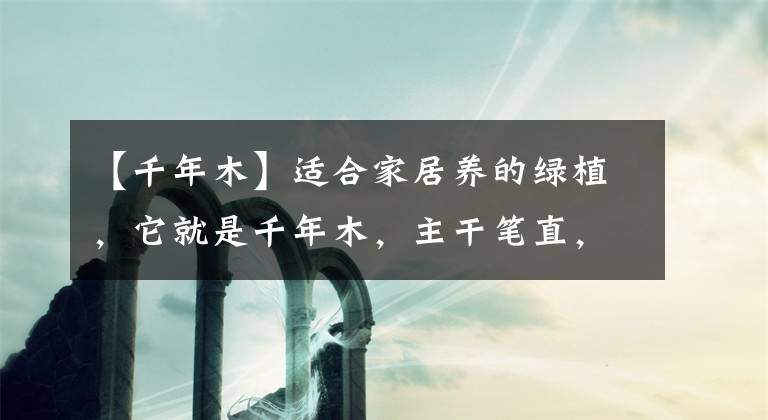 【千年木】适合家居养的绿植，它就是千年木，主干笔直，不占空间面积