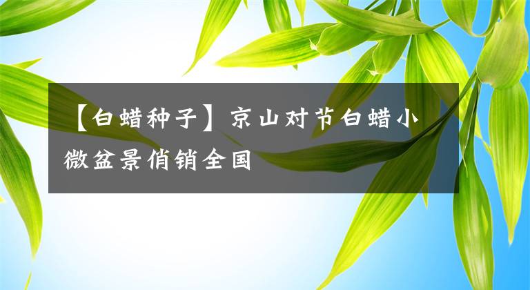 【白蜡种子】京山对节白蜡小微盆景俏销全国