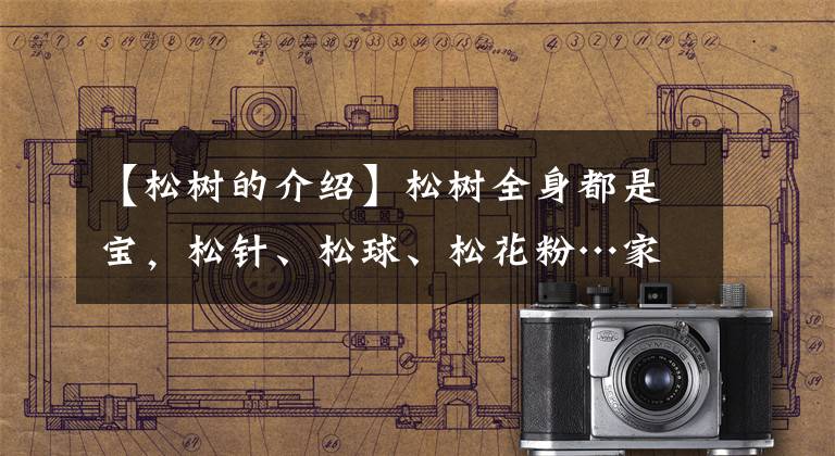 【松树的介绍】松树全身都是宝,松针、松球、松花粉…家附近有一棵就赚大了