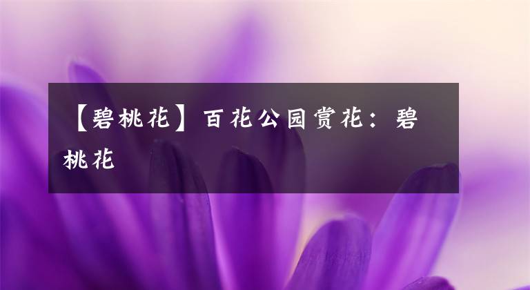 【碧桃花】百花公园赏花：碧桃花