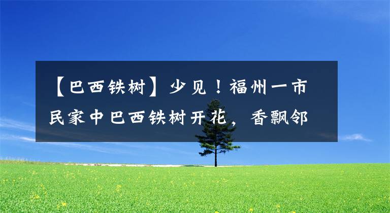 【巴西铁树】少见!福州一市民家中巴西铁树开花,香飘邻里
