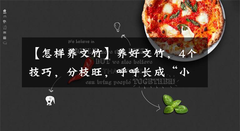 【怎样养文竹】养好文竹,4个技巧,分枝旺,呼呼长成“小森林”