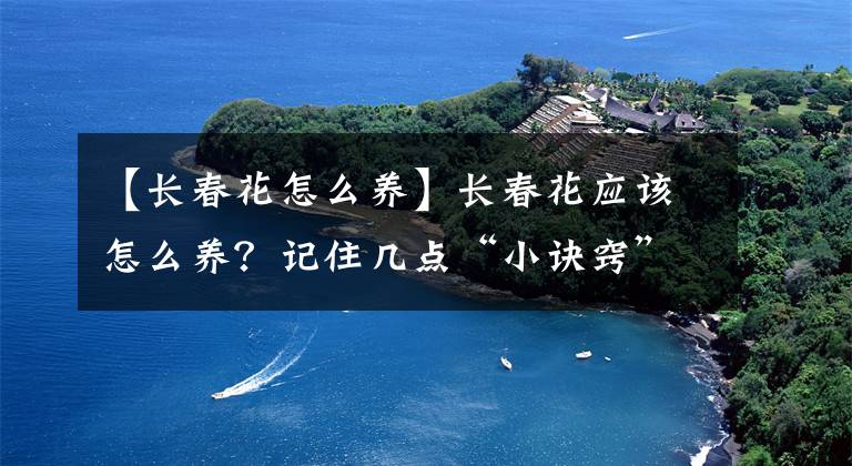 【长春花怎么养】长春花应该怎么养?记住几点“小诀窍”,天天有花看,四季不间断