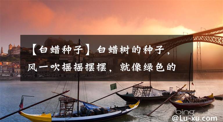 【白蜡种子】白蜡树的种子，风一吹摇摇摆摆，就像绿色的风铃