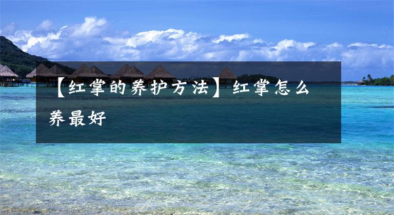 【红掌的养护方法】红掌怎么养最好