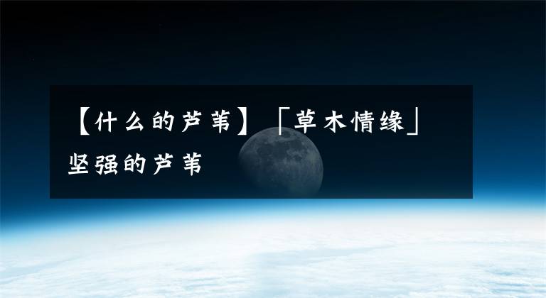 【什么的芦苇】「草木情缘」坚强的芦苇