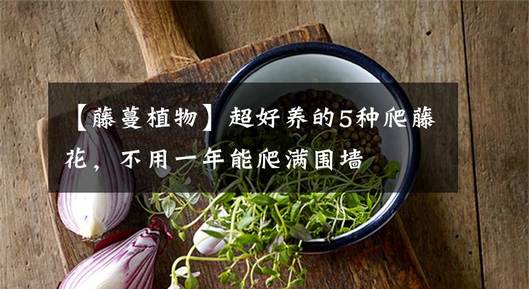 【藤蔓植物】超好养的5种爬藤花,不用一年能爬满围墙
