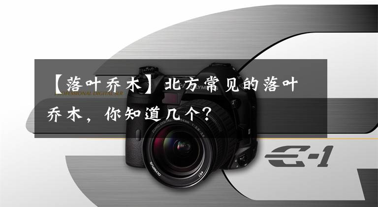【落叶乔木】北方常见的落叶乔木,你知道几个?