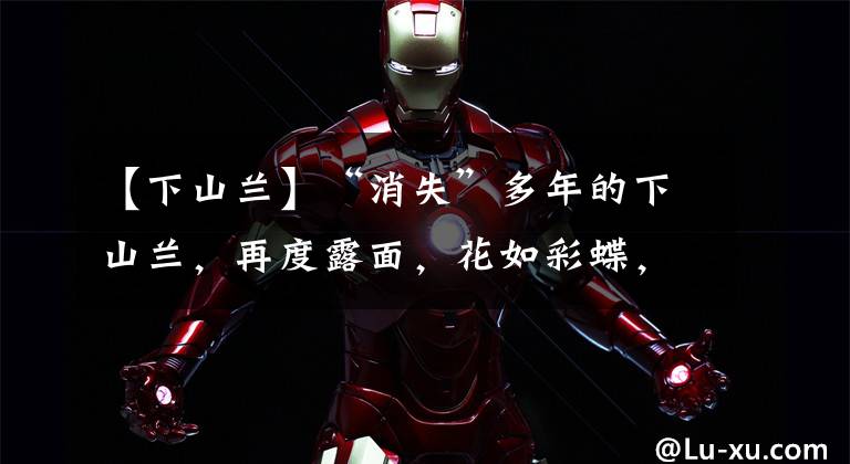 【下山兰】“消失”多年的下山兰，再度露面，花如彩蝶，是兰花界的香香公主