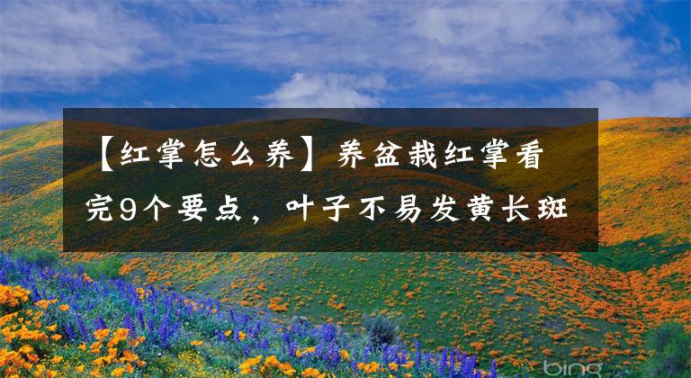 【红掌怎么养】养盆栽红掌看完9个要点,叶子不易发黄长斑,想持续开花不是难事