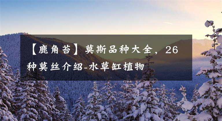 【鹿角苔】莫斯品种大全,26种莫丝介绍-水草缸植物