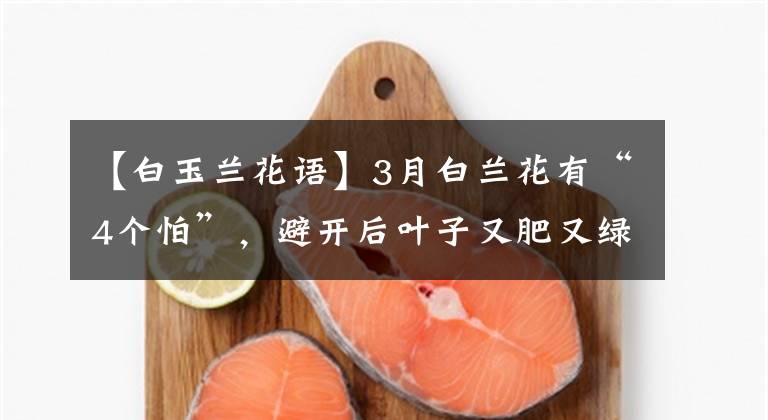 【白玉兰花语】3月白兰花有“4个怕”,避开后叶子又肥又绿,早早开出“漂亮花”