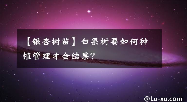 【银杏树苗】白果树要如何种植管理才会结果？