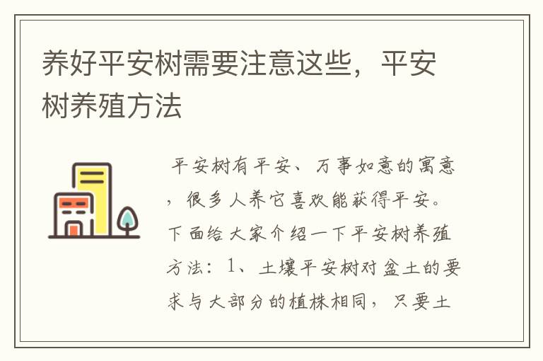养好平安树需要注意这些,平安树养殖方法