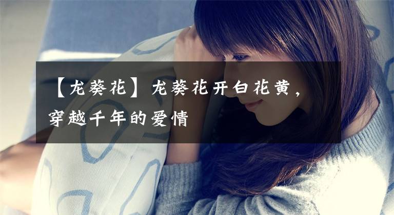 【龙葵花】龙葵花开白花黄，穿越千年的爱情