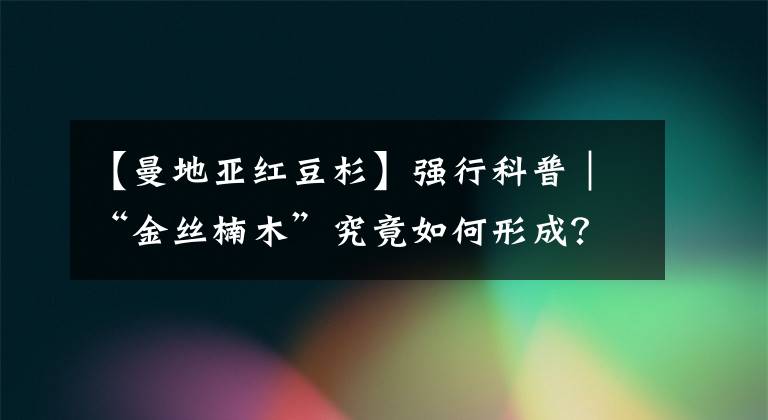 【曼地亚红豆杉】强行科普｜“金丝楠木”究竟如何形成？科学家研究了十几年仍未搞懂