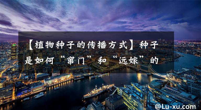 【植物种子的传播方式】种子是如何“窜门”和“远嫁”的？种子特征决定了传播途径