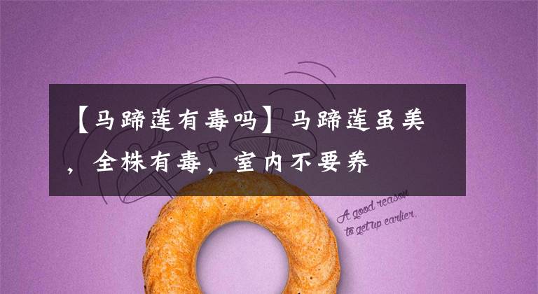 【马蹄莲有毒吗】马蹄莲虽美,全株有毒,室内不要养