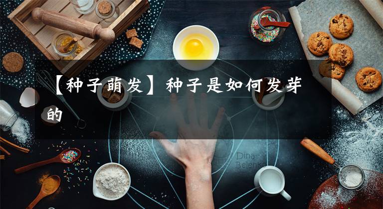 【种子萌发】种子是如何发芽的
