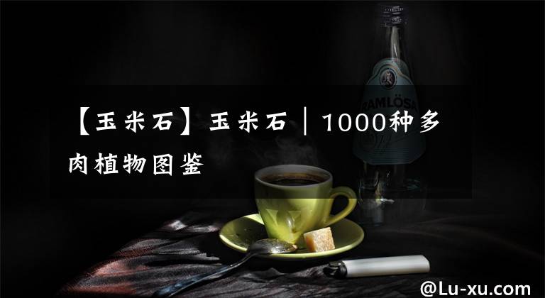 【玉米石】玉米石|1000种多肉植物图鉴