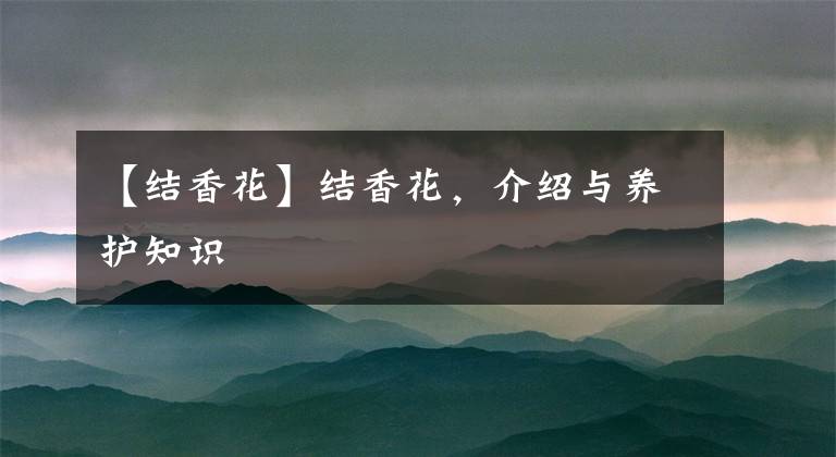【结香花】结香花,介绍与养护知识