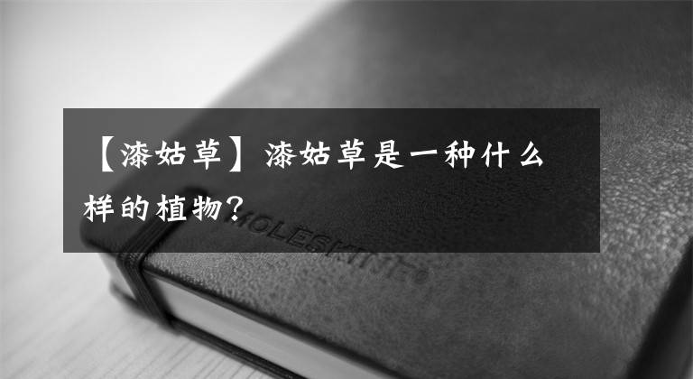 【漆姑草】漆姑草是一种什么样的植物？