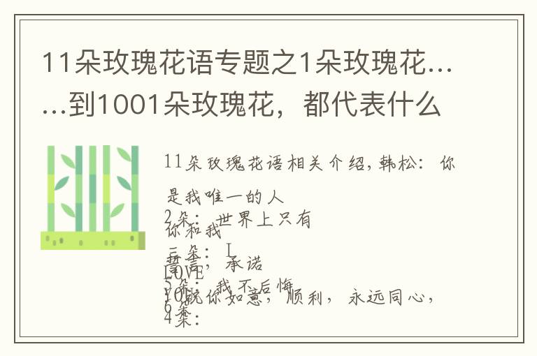 11朵玫瑰花语专题之1朵玫瑰花……到1001朵玫瑰花,都代表什么,你知道吗?