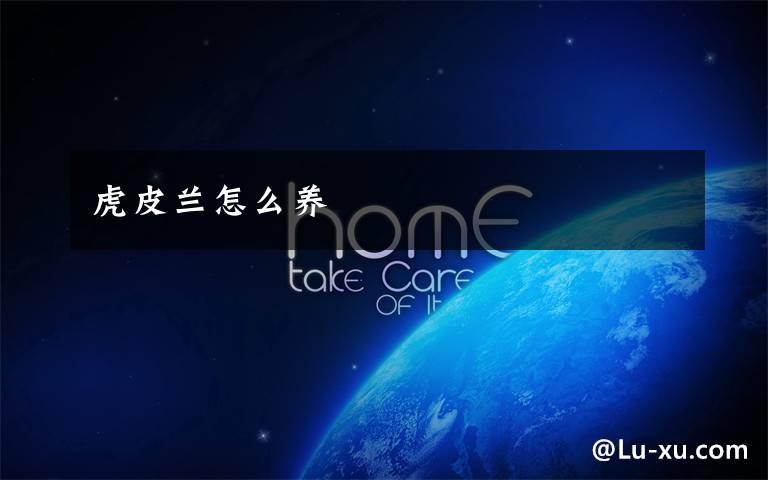 虎皮兰怎么养