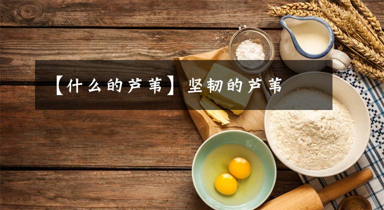 【什么的芦苇】坚韧的芦苇