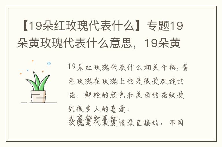 【19朵红玫瑰代表什么】专题19朵黄玫瑰代表什么意思,19朵黄玫瑰花语是什么(为爱道歉)