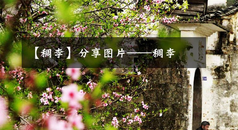 【稠李】分享图片——稠李