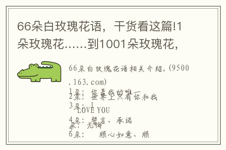 66朵白玫瑰花语,干货看这篇!1朵玫瑰花……到1001朵玫瑰花,都代表什么,你知道吗?