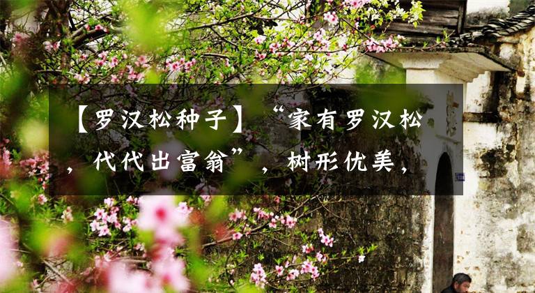 【罗汉松种子】“家有罗汉松，代代出富翁”，树形优美，升值空间大，能当传家宝