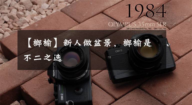 【榔榆】新人做盆景,榔榆是不二之选