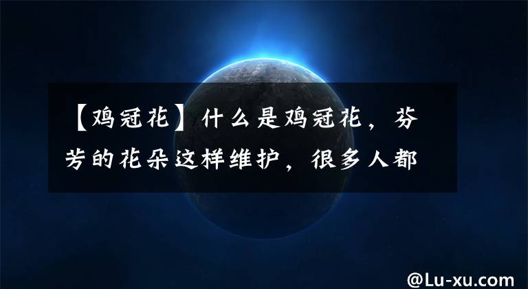 【鸡冠花】什么是鸡冠花，芬芳的花朵这样维护，很多人都不懂