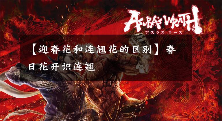 【迎春花和连翘花的区别】春日花开识连翘