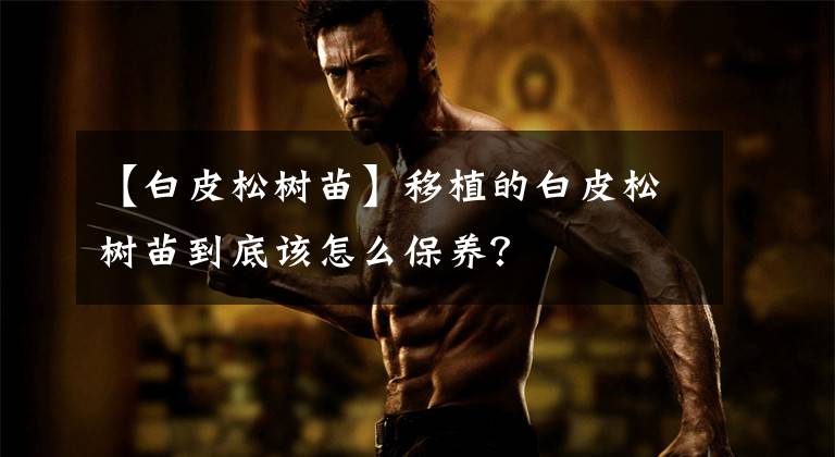 【白皮松树苗】移植的白皮松树苗到底该怎么保养?