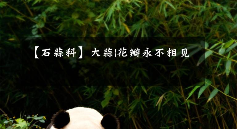 【石蒜科】大蒜|花瓣永不相见