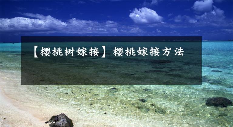 【樱桃树嫁接】樱桃嫁接方法