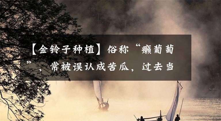 【金铃子种植】俗称“癞葡萄”，常被误认成苦瓜，过去当水果吃，如今销声匿迹了