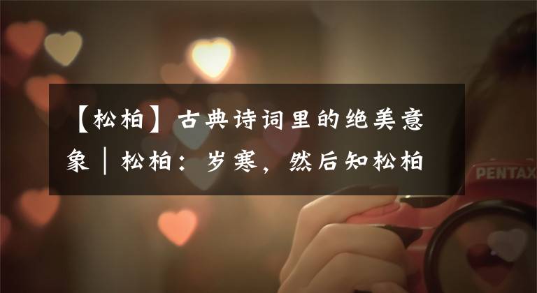 【松柏】古典诗词里的绝美意象|松柏:岁寒,然后知松柏之后凋也