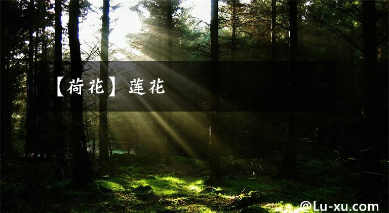 【荷花】莲花